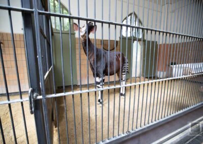 Zoo Antwerpen – Okapi’s